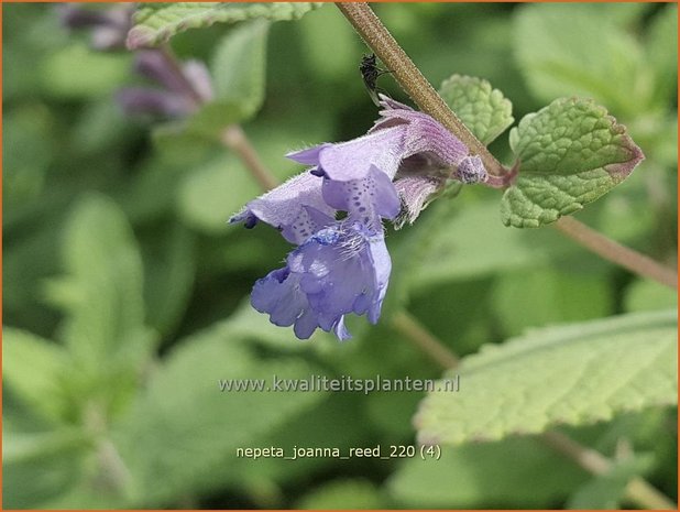 Nepeta &#39;Joanna Reed&#39; | Kattenkruid | Katzenminze