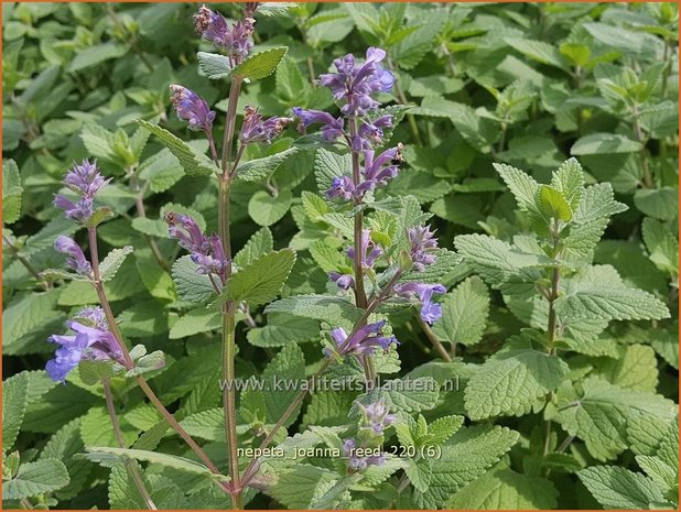 Nepeta &#39;Joanna Reed&#39; | Kattenkruid | Katzenminze