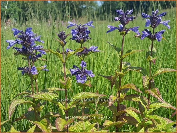 Nepeta kubanica | Kattenkruid | Kaukasische Katzenminze