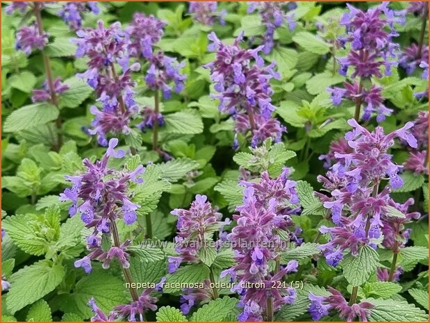 Nepeta racemosa &#39;Odeur Citron&#39; | Kattenkruid | Traubige Katzenminze