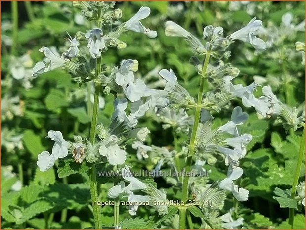 Nepeta racemosa &#39;Snowflake&#39; | Kattenkruid | Traubige Katzenminze