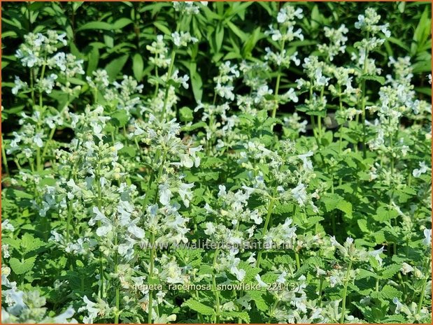 Nepeta racemosa &#39;Snowflake&#39; | Kattenkruid | Traubige Katzenminze