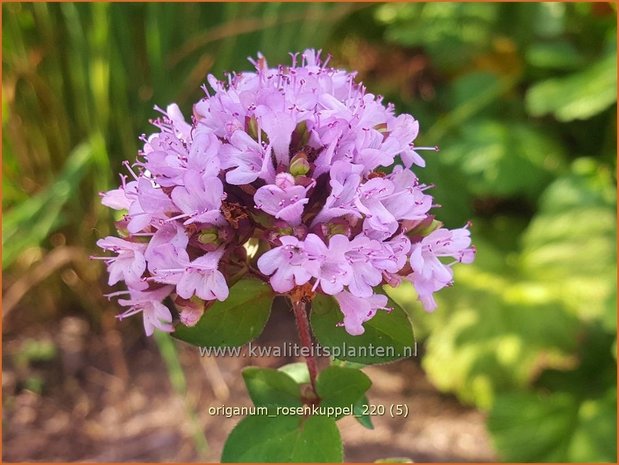 Origanum 'Rosenkuppel' | Marjolein, Majoraan | Dost