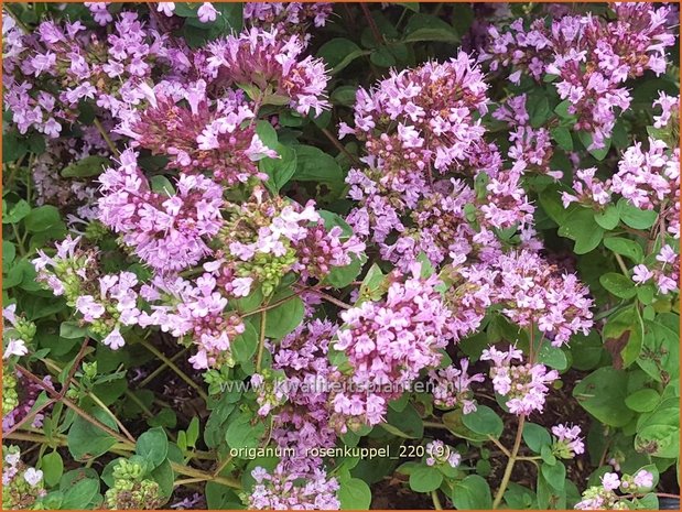 Origanum 'Rosenkuppel' | Marjolein, Majoraan | Dost