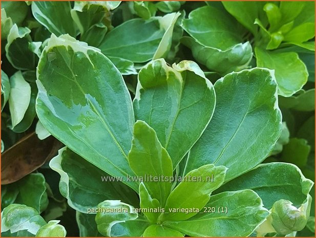 Pachysandra terminalis &#39;Variegata&#39; | Schaduwkruid, Dikkemanskruid | Endständiger Ysander