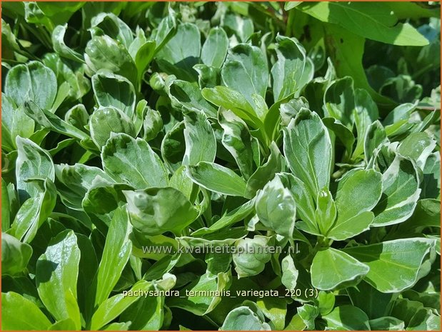 Pachysandra terminalis &#39;Variegata&#39; | Schaduwkruid, Dikkemanskruid | Endständiger Ysander