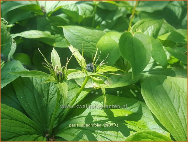 Paris quadrifolia | Vierblad, Eenbes, Spinnekop, Wolfsbes | Vierblättrige Einbeere