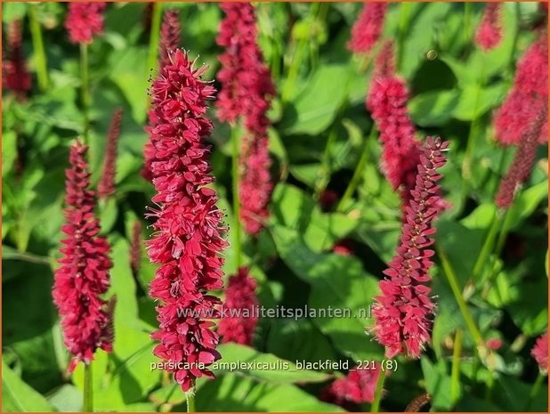 Persicaria amplexicaulis &#39;Blackfield&#39; | Doorgroeide duizendknoop, Adderwortel, Duizendknoop | Kerzenknöterich