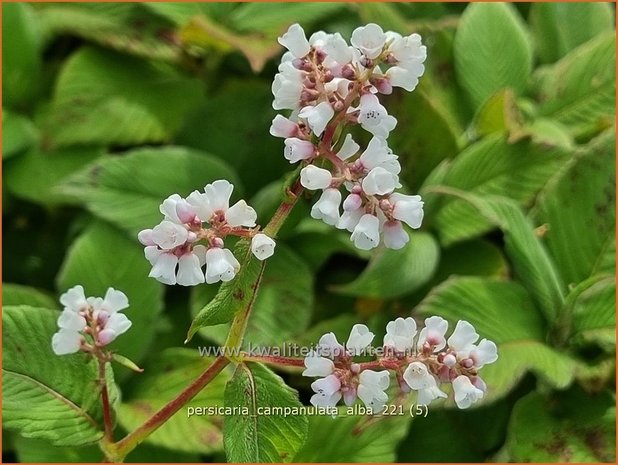 Persicaria campanulata &#39;Alba&#39; | Belletjesduizendknoop, Klokjesduizendknoop, Duizendknoop | Glockenknöterich