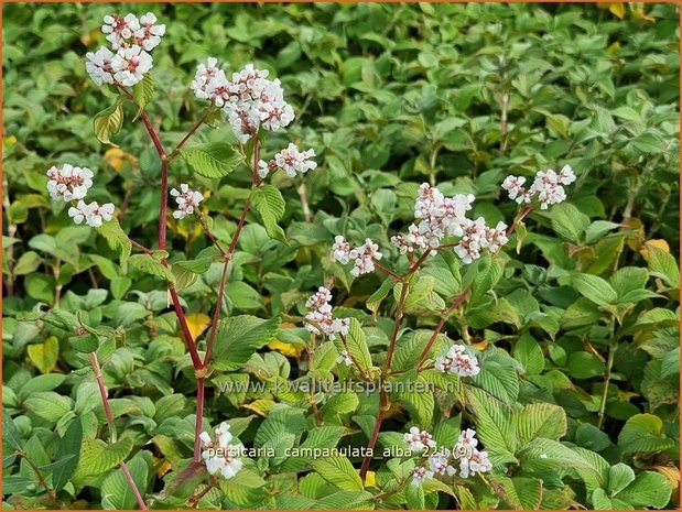 Persicaria campanulata &#39;Alba&#39; | Belletjesduizendknoop, Klokjesduizendknoop, Duizendknoop | Glockenknöterich