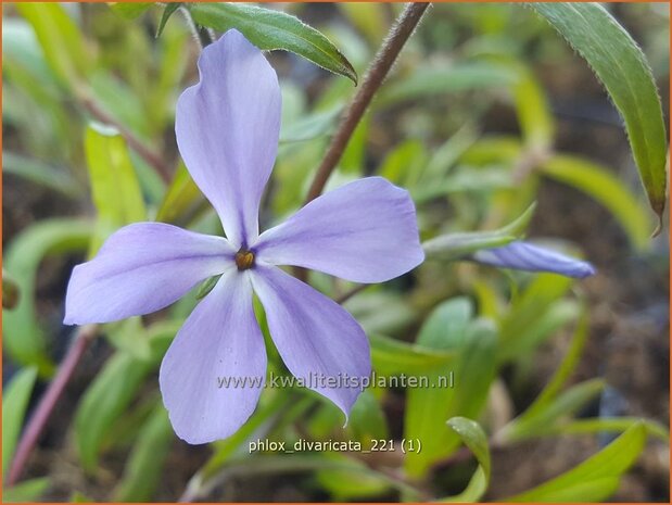 Phlox divaricata | Voorjaarsvlambloem, Vlambloem, Flox, Floks | Wald-Flammenblume