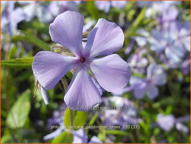 Phlox divaricata &#39;Geddington Cross&#39; | Voorjaarsvlambloem, Vlambloem, Flox, Floks | Wald-Flammenblume