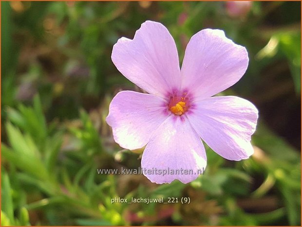 Phlox &#39;Lachsjuwel&#39; | Kruipphlox, Vlambloem, Flox, Floks | Polsterphlox