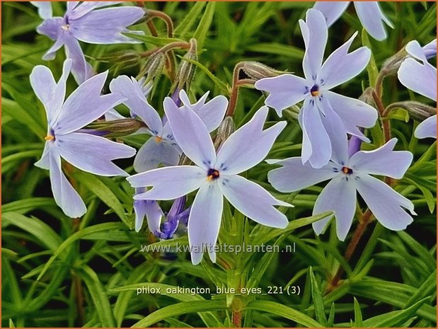 Phlox &#39;Oakington Blue Eyes&#39; | Kruipphlox, Vlambloem, Flox, Floks | Polsterphlox