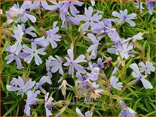 Phlox &#39;Oakington Blue Eyes&#39; | Kruipphlox, Vlambloem, Flox, Floks | Polsterphlox