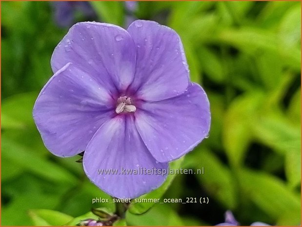 Phlox &#39;Sweet Summer Ocean&#39; | Hoge vlambloem, Vlambloem, Flox, Floks | Hohe Flammenblume