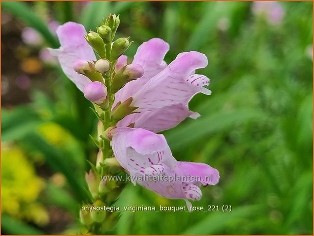 Physostegia virginiana 'Bouquet Rose' | Scharnierbloem | Gelenkblume