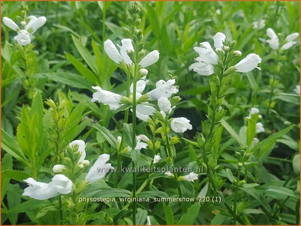 Physostegia virginiana &#39;Summer Snow&#39; | Scharnierbloem | Gelenkblume