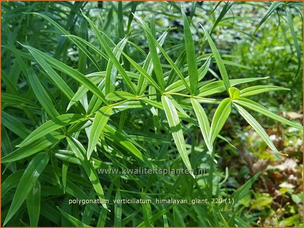 Polygonatum verticillatum &#39;Himalayan Giant&#39; | Kranssalomonszegel, Salomonszegel | Quirlblättrige Weißwurz