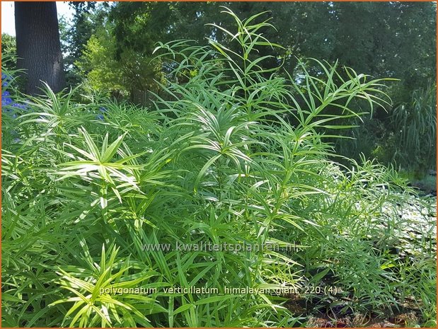 Polygonatum verticillatum &#39;Himalayan Giant&#39; | Kranssalomonszegel, Salomonszegel | Quirlblättrige Weißwurz