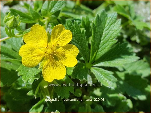 Potentilla neumanniana &#39;Nana&#39; | Voorjaarsganzerik, Ganzerik | Frühlings-Fingerkraut