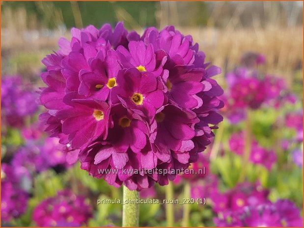 Primula denticulata &#39;Rubin&#39; | Bolprimula, Kogelprimula, Sleutelbloem | Kugelprimel