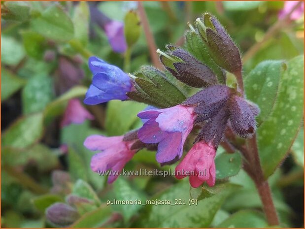 Pulmonaria &#39;Majesté&#39; | Longkruid | Lungenkraut