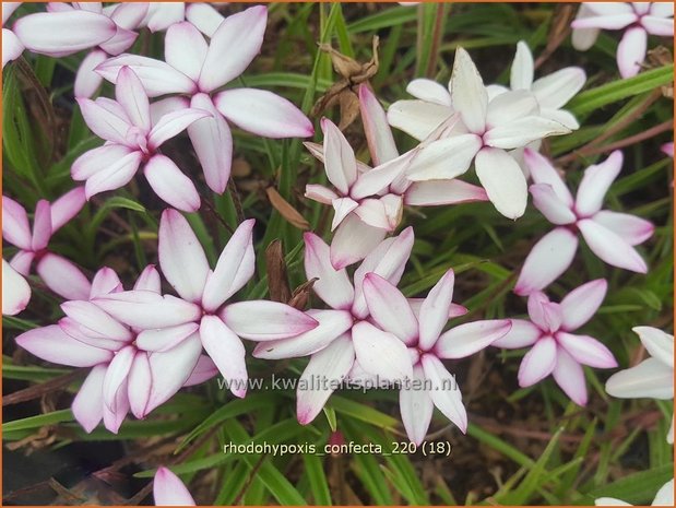 Rhodohypoxis confecta | Roodsterretje, Sterretjesgras | Grasstern