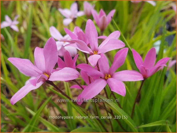 Rhodohypoxis &#39;Hebron Farm Cerise&#39; | Roodsterretje, Sterretjesgras | Grasstern