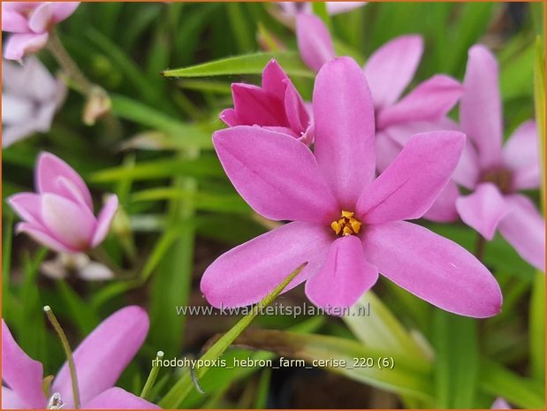 Rhodohypoxis &#39;Hebron Farm Cerise&#39; | Roodsterretje, Sterretjesgras | Grasstern