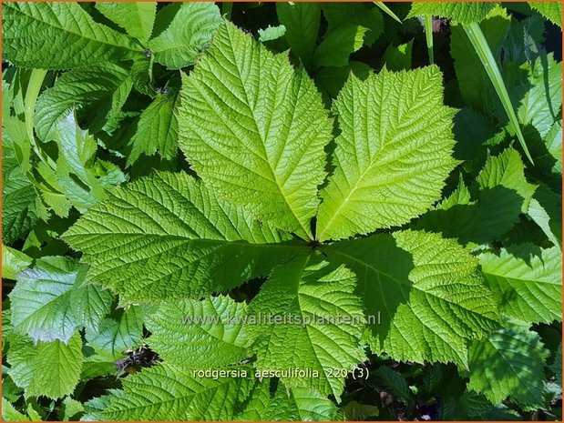 Rodgersia aesculifolia | Kastanjebladige astilbe, Schout-bij-nacht, Kijkblad | Kastanienblättriges Schaublatt