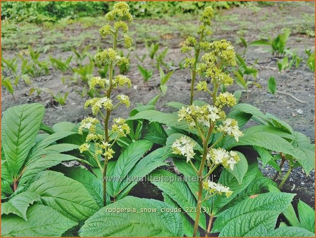 Rodgersia &#39;Snow Clouds&#39; | Schout-bij-nacht, Kijkblad | Schaublatt