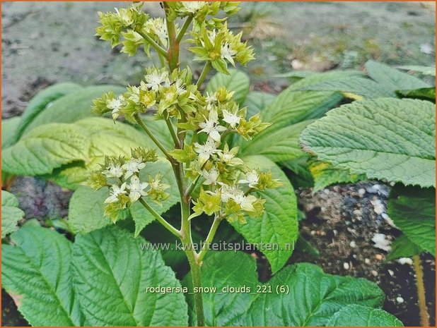 Rodgersia &#39;Snow Clouds&#39; | Schout-bij-nacht, Kijkblad | Schaublatt