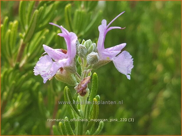 Rosmarinus officinalis &#39;Majorcan Pink&#39; | Rozemarijn | Rosmarin