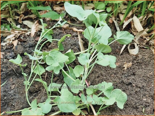 Rumex scutatus &#39;Silver Leaf&#39; | Spaanse zuring, Zuring | Schild-Ampfer