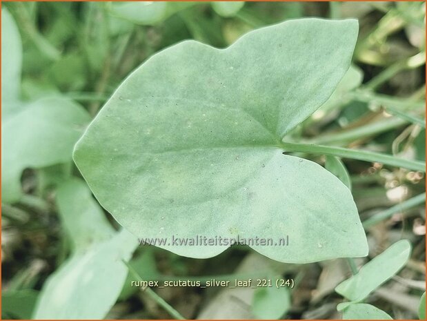 Rumex scutatus &#39;Silver Leaf&#39; | Spaanse zuring, Zuring | Schild-Ampfer