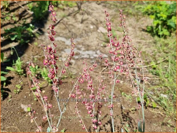 Rumex scutatus &#39;Silver Leaf&#39; | Spaanse zuring, Zuring | Schild-Ampfer