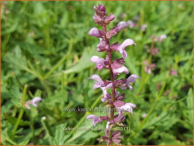 Salvia 'Feathers Flamingo' | Salie, Salvia | Salbei