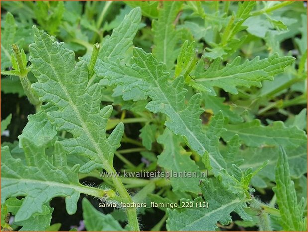 Salvia 'Feathers Flamingo' | Salie, Salvia | Salbei