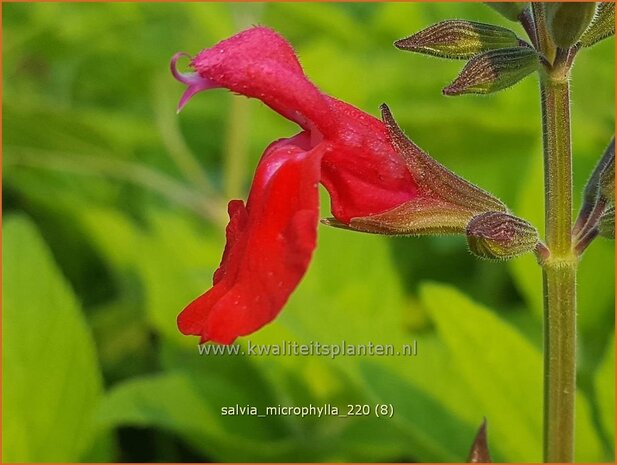 Salvia microphylla | Salie, Salvia | Johannisbeersalbei