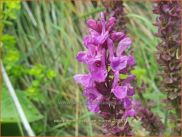 Salvia nemorosa &#39;Rose Marvel&#39; | Bossalie, Salie, Salvia | Steppensalbei