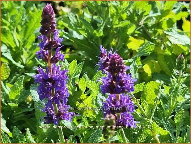 Salvia nemorosa &#39;Sensation Medium Deep Blue&#39; | Bossalie, Salie, Salvia | Steppensalbei