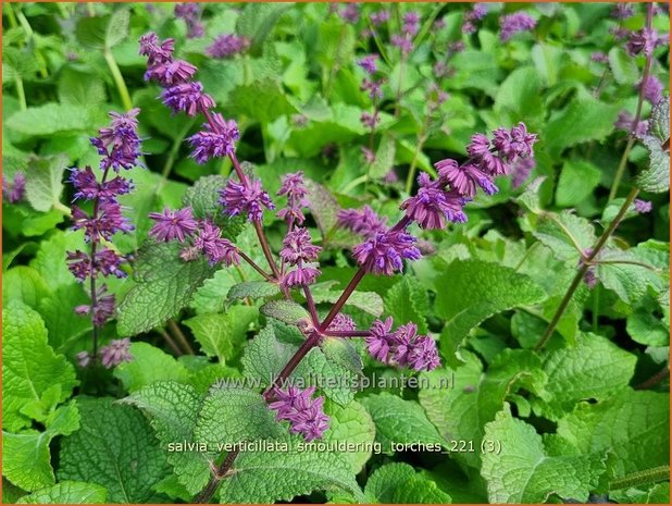 Salvia verticillata &#39;Smouldering Torches&#39; | Kranssalie, Salie, Salvia | Quirlblütiger Salbei