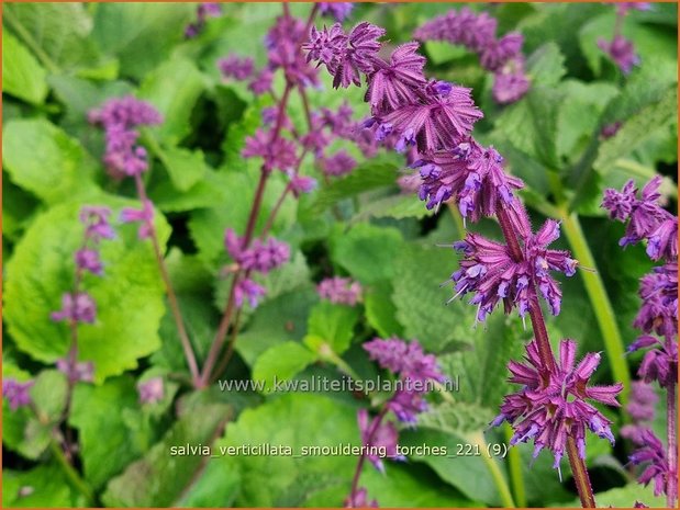 Salvia verticillata &#39;Smouldering Torches&#39; | Kranssalie, Salie, Salvia | Quirlblütiger Salbei