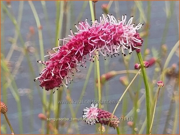 Sanguisorba tenuifolia &#39;Pink Elephant&#39; | Hoge pimpernel, Sorbenkruid, Pimpernel | Hoher Wiesenknopf