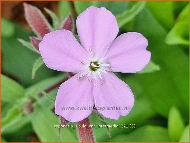 Saponaria sicula var. intermedia | Zeepkruid | Sommer-Seifenkraut