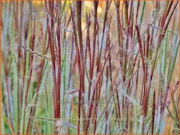 Schizachyrium scoparium &#39;Ha Ha Tonka&#39; | Klein prairiegras | Kleines Präriegras