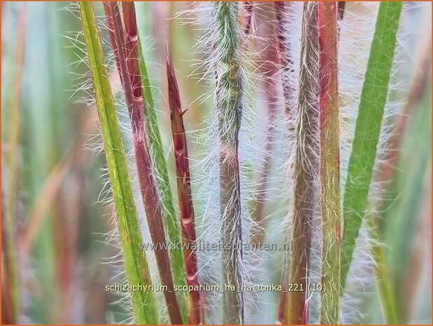 Schizachyrium scoparium &#39;Ha Ha Tonka&#39; | Klein prairiegras | Kleines Präriegras