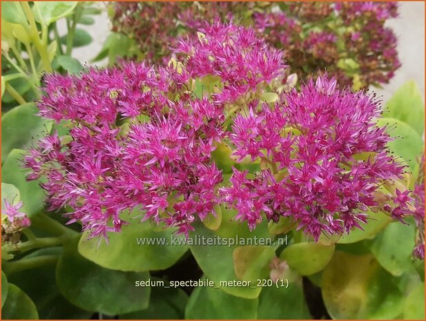 Sedum spectabile &#39;Meteor&#39; | Hemelsleutel, Vetkruid | Ansehnliches Fettblatt