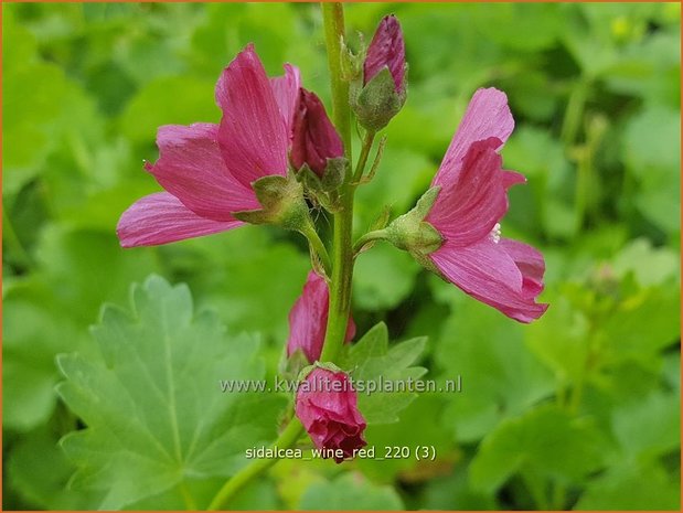 Sidalcea 'Wine Red' | Griekse malva, Prairiemalva | Präriemalve